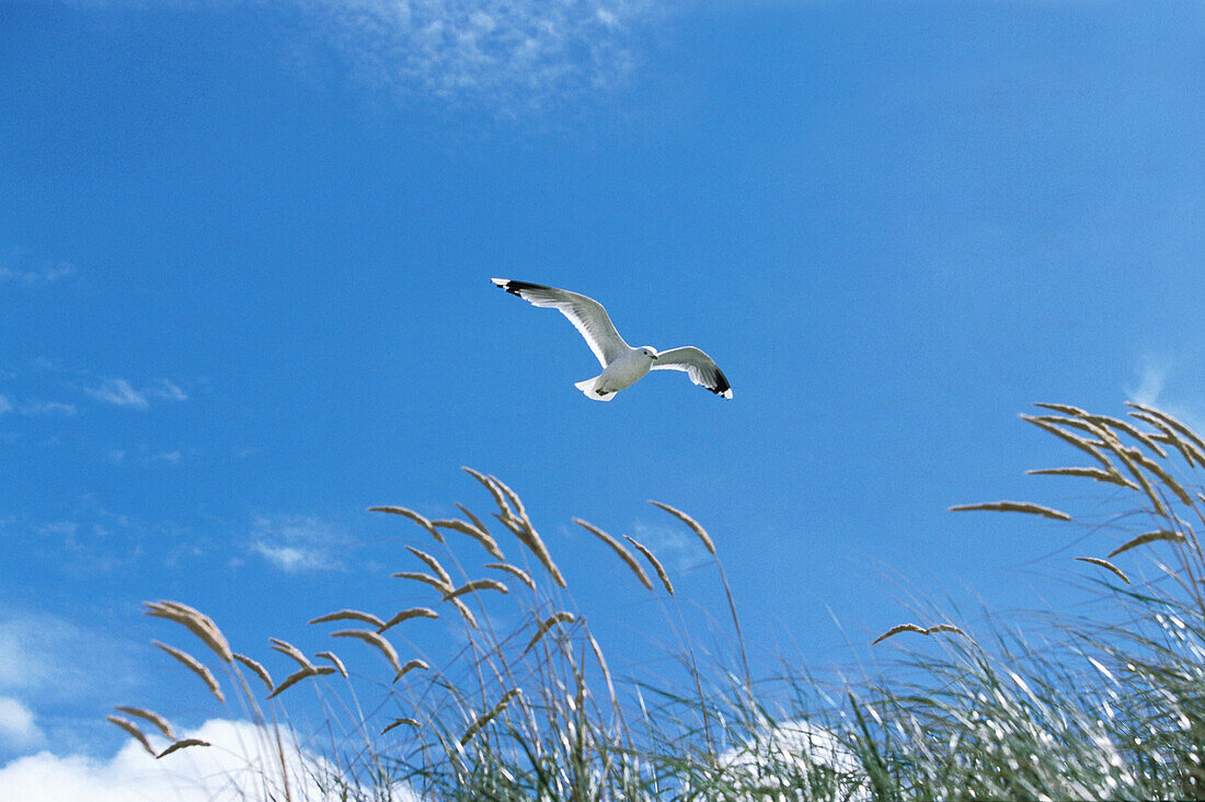 Mew gull gliding over dune, Germany