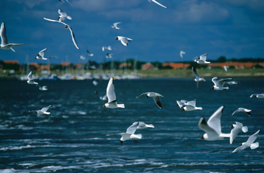 Flying Black-headed gulls, East Friesland, Lower Saxony, Germany