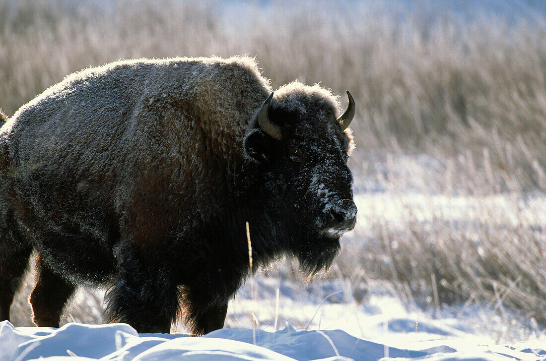 Bison, Yellowstone Nationalpark, Wyoming, USA