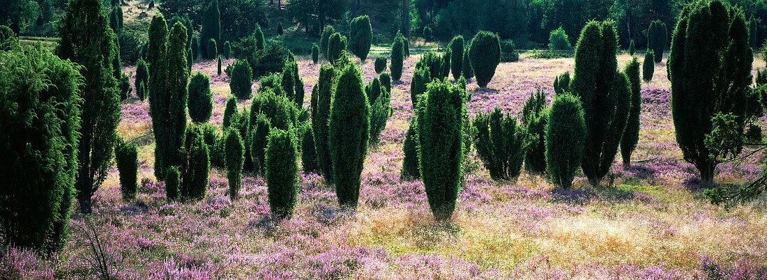 Wacholder Bäume, Lüneburger Heide, Niedersachsen, Deutschland, Europa