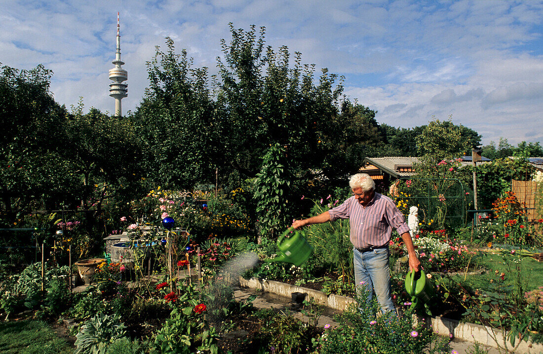 Mann gießt seine Pflanzen, Schrebergarten, Olympiaturm, München, Bayern, Deutschland