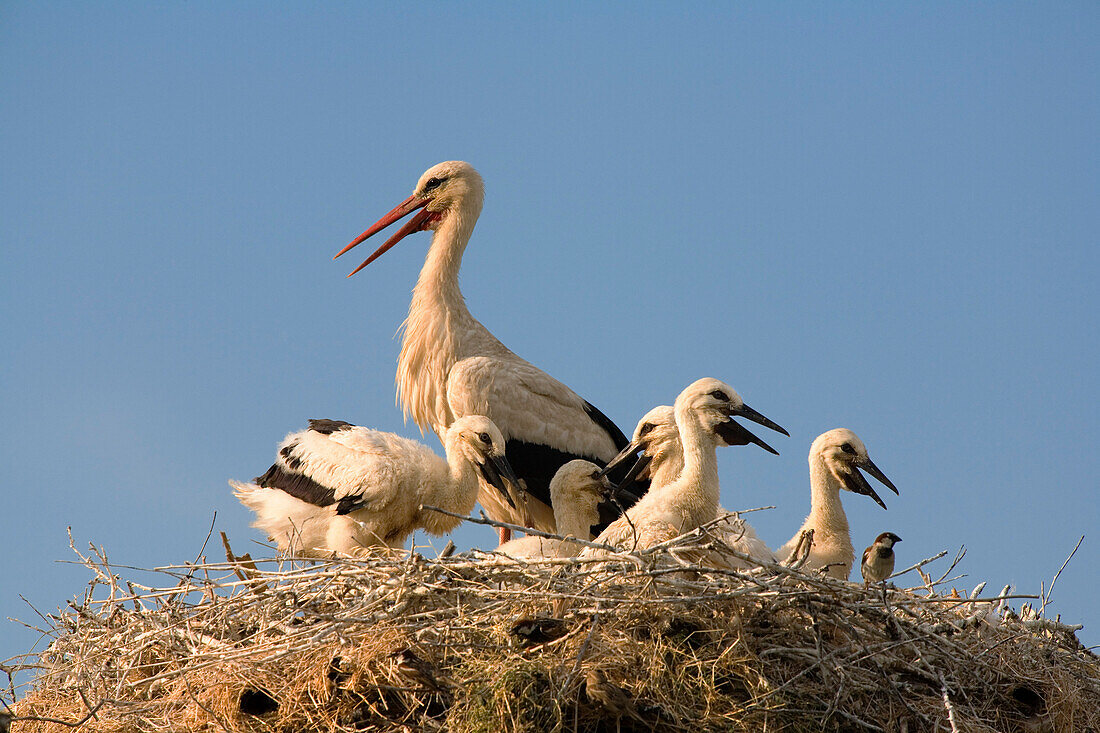 White stork with chicks in nest, Bulgaria, Europe