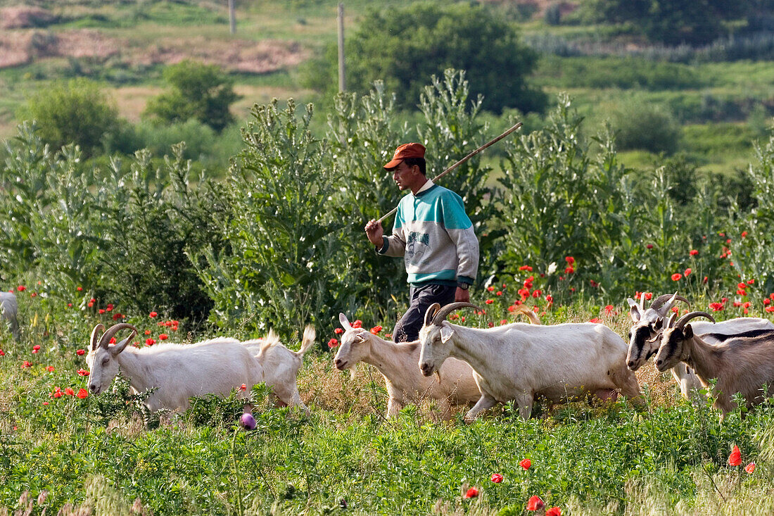 Ziegenhirte mit Herde, Muselievo bei Pleven, Bulgarien