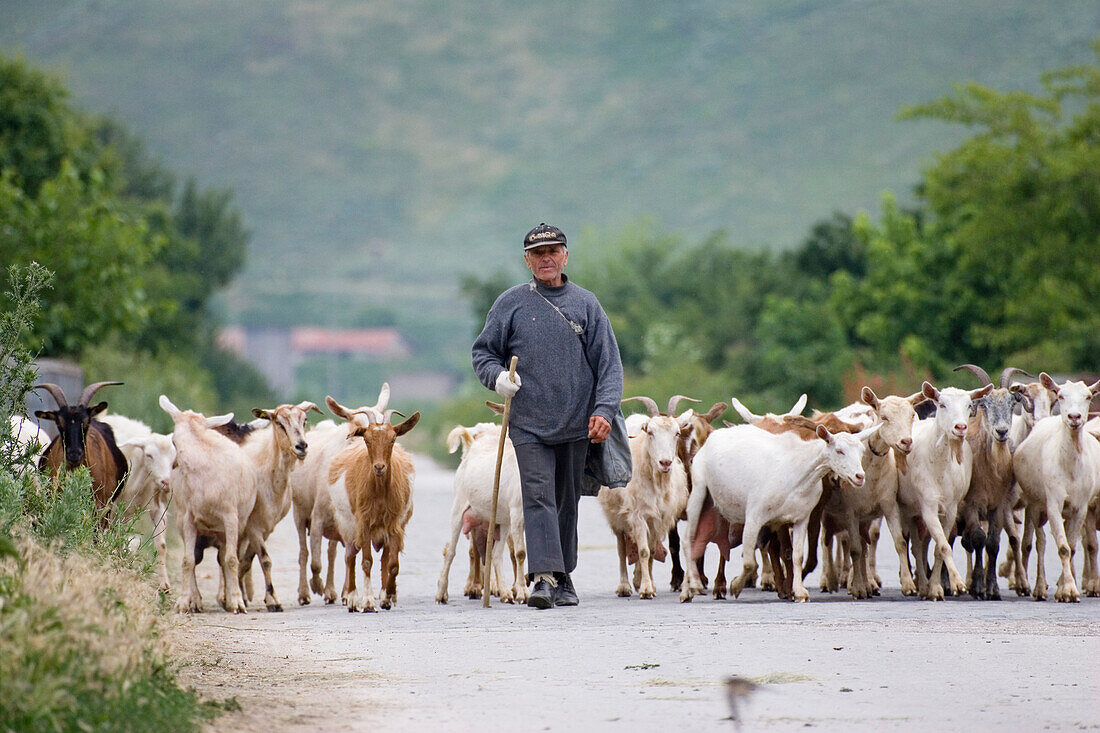 Herdsman with goats, Muselievo near Pleven, Bulgaria