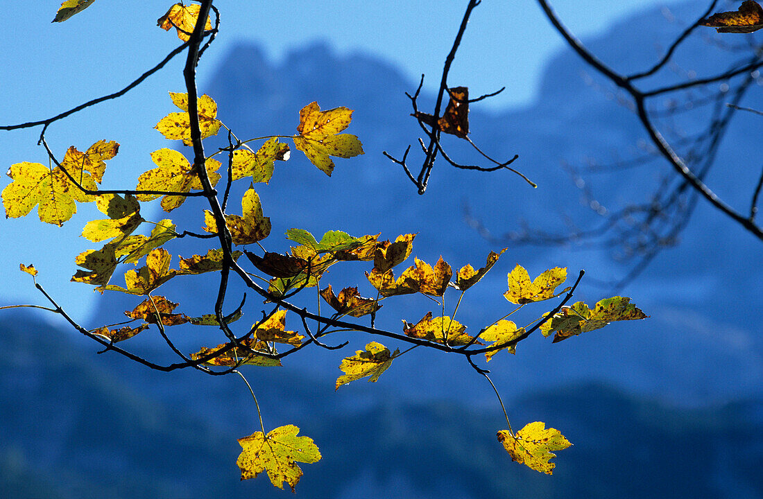 autumn colours, Hinterer Gosausee, Dachstein range, Upper Austria, Austria