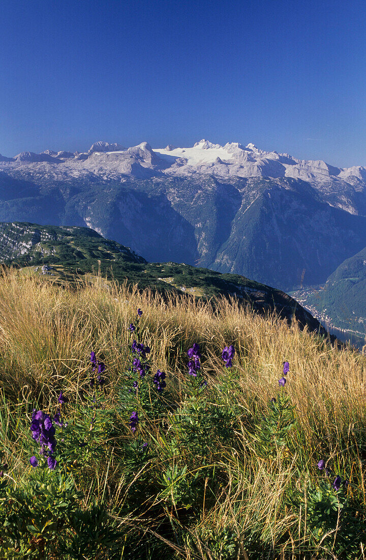 Dachstein range from Sarstein, monkshood in foreground, Upper Austria, Austria