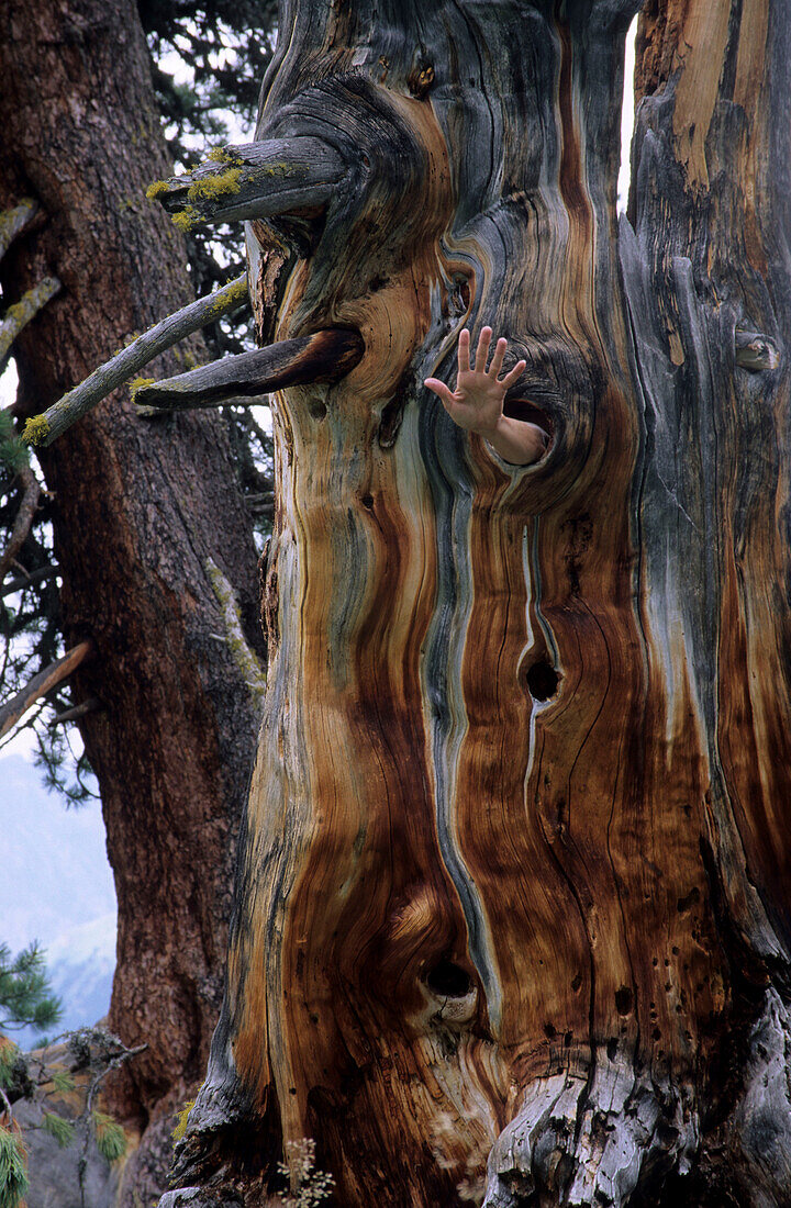 trunk of swiss stone pine with waving hand, S-charl, Grisons, Switzerland