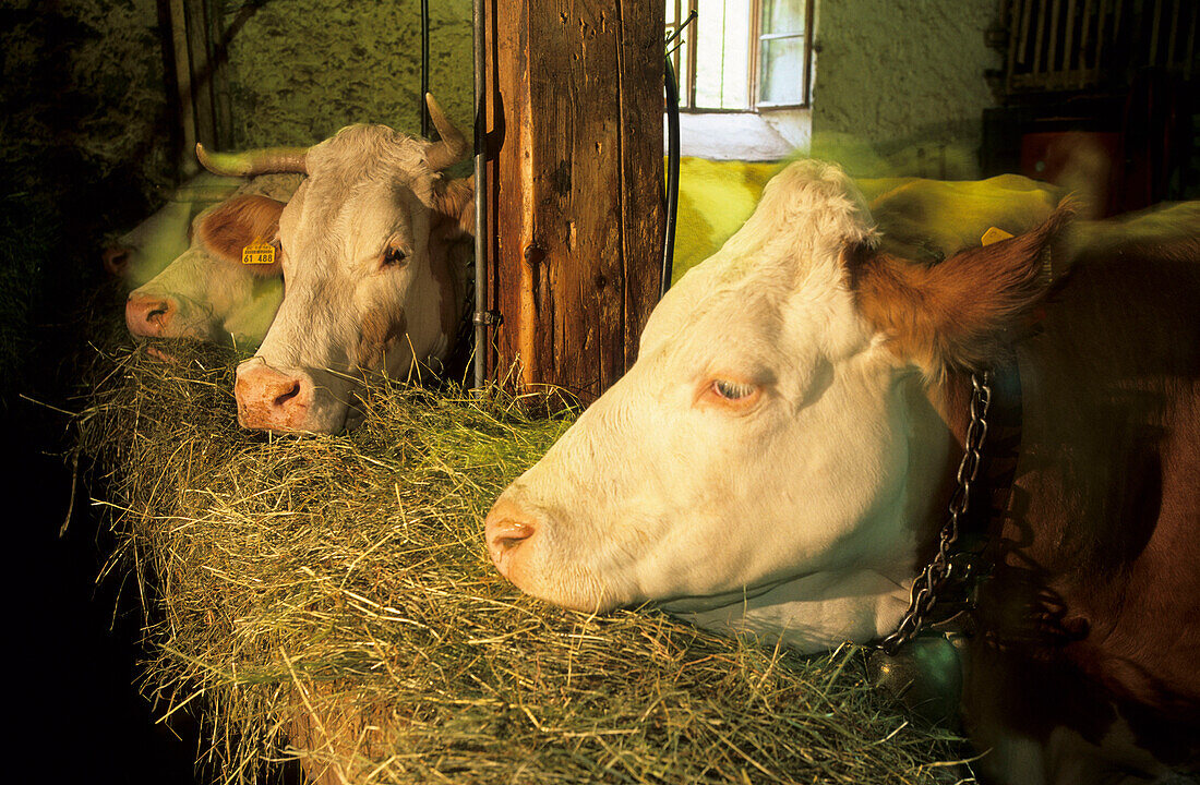 Kühe beim Füttern, Oberbayern, Bayern, Deutschland