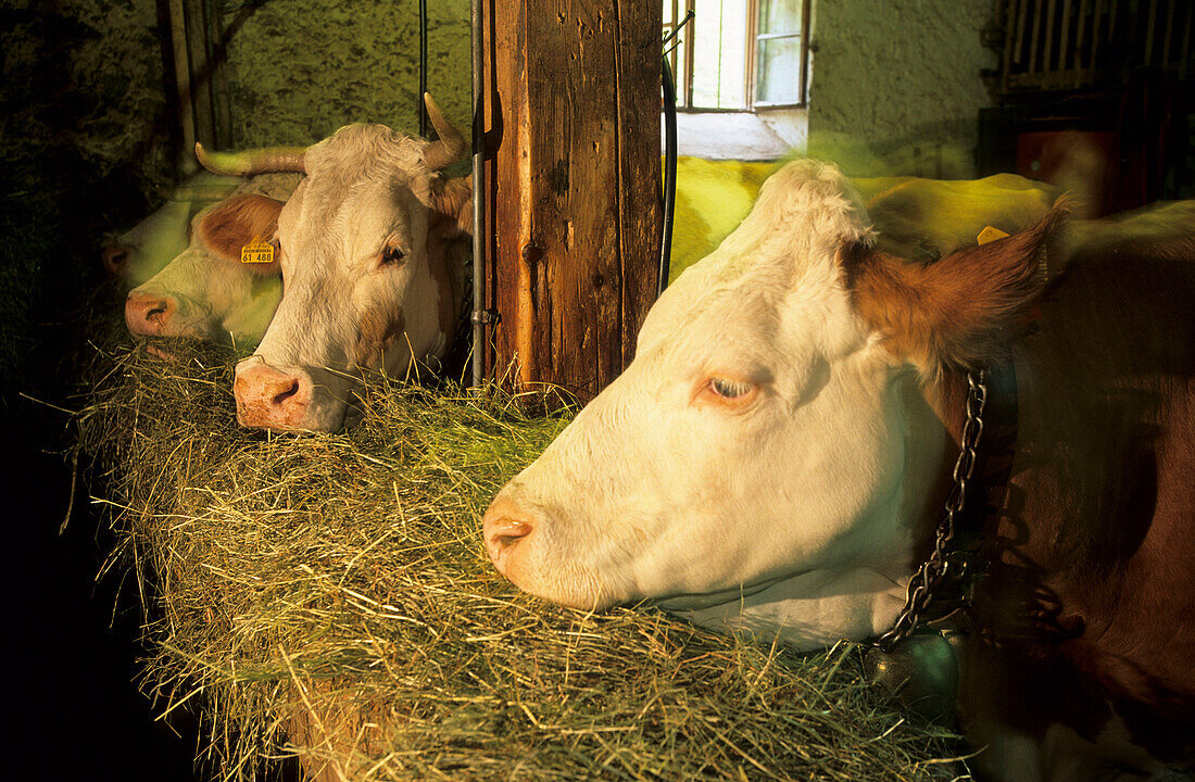 cows feeding, Upper Bavaria, Bavaria, Germany