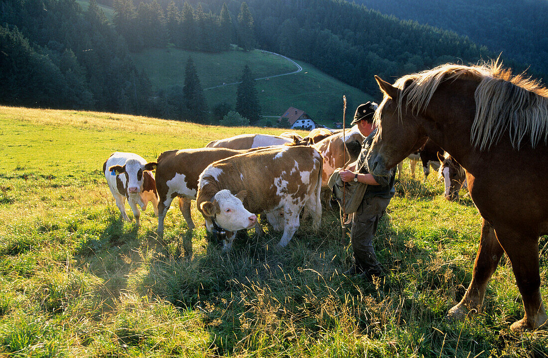 Almbauer mit Pferden und Kühen, Chiemgau, Oberbayern, Bayern, Deutschland