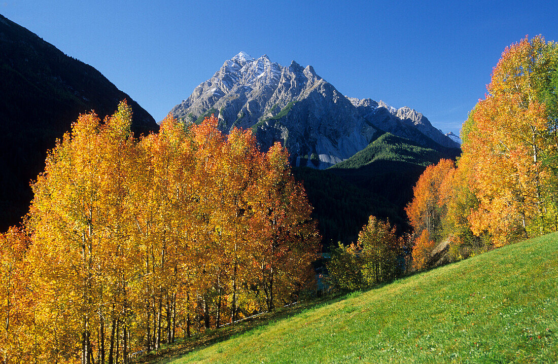 Herbstlich verfärbte Bäume mit Piz Pisoc, Unterengading, Graubünden, Schweiz