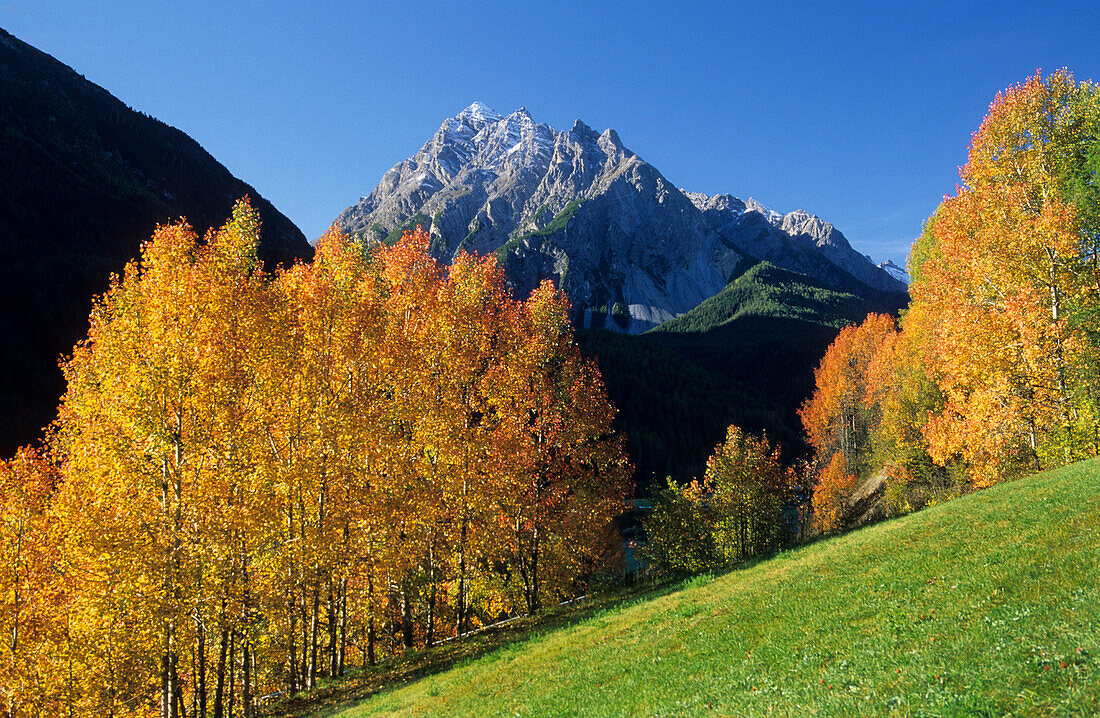autumn colours with Piz Pisoc, Unterengadin, Grisons, Switzerland