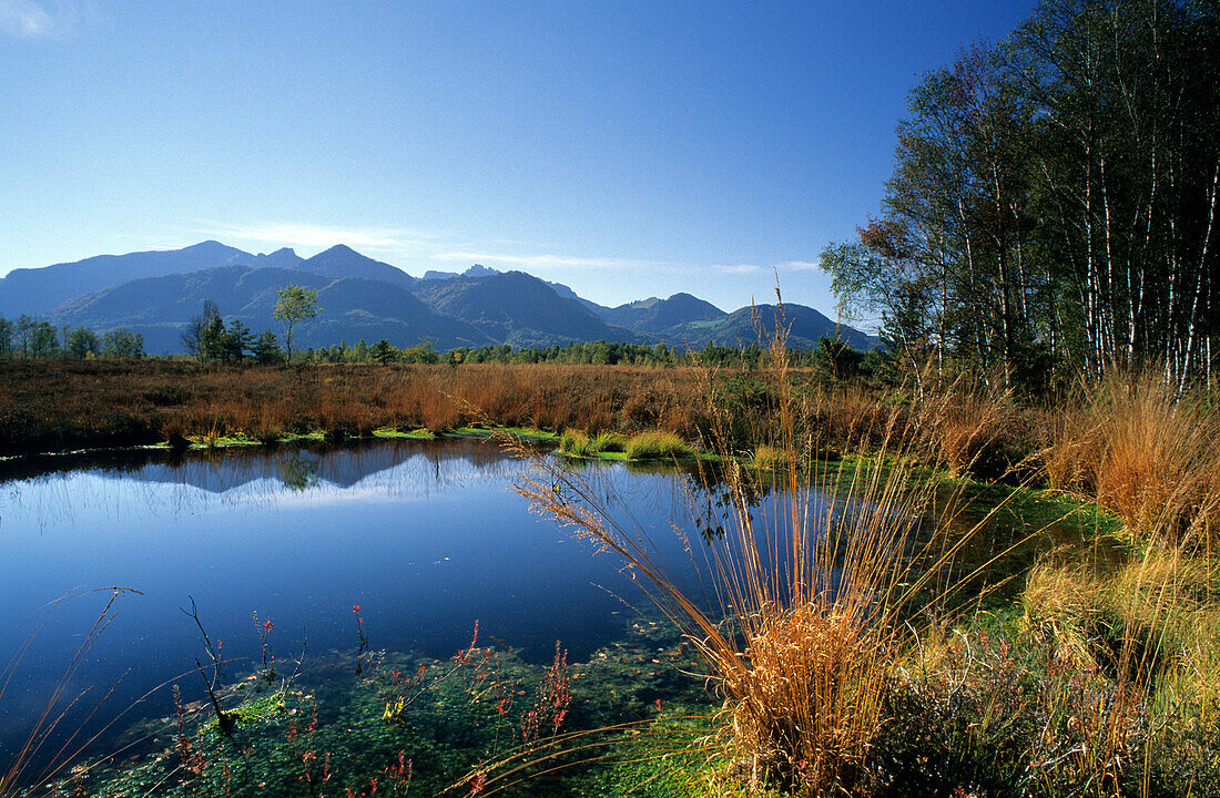 pond in swamp with Chiemgau range, Chiemgau, Upper Bavaria, Bavaria, Germany