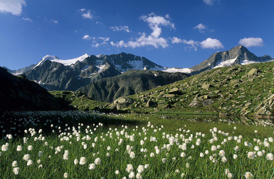 Wollgras mit Wildem Pfaff und Zuckerhütl, Stubaier Alpen, Tirol, Österreich