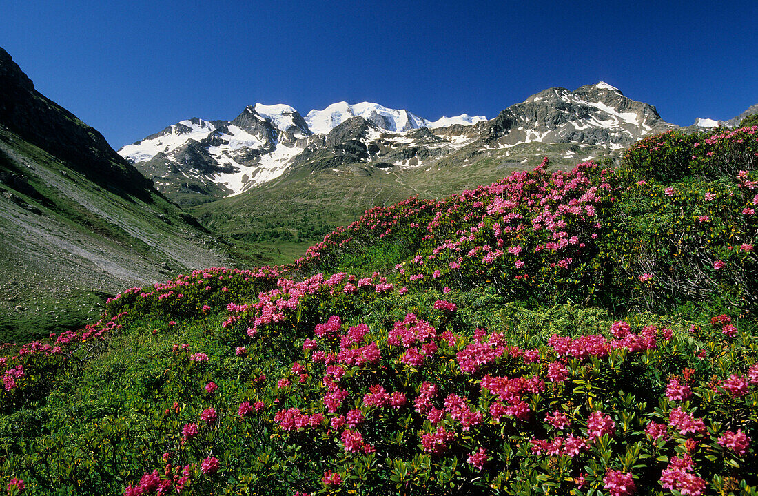 Bernina range with alpine roses, Oberengadin, Grisons, Switzerland