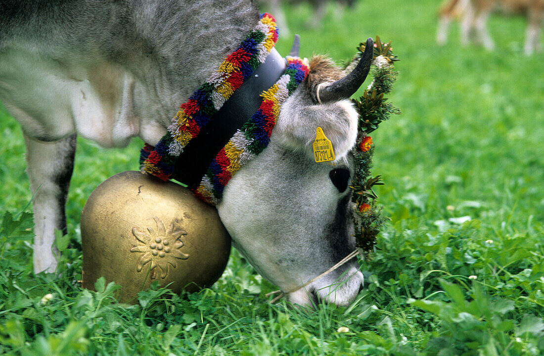 decorated cow at the end of alpine summer season, Ultental, South Tyrol, Italy