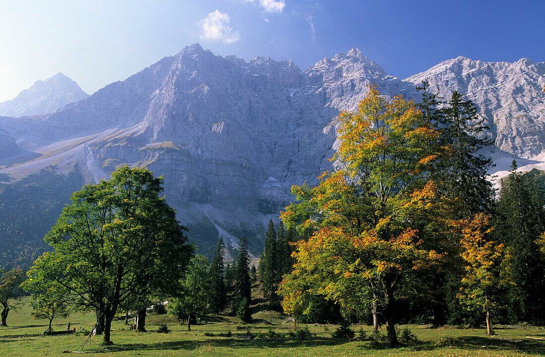 Ahornbäume mit Karwendel, Kleiner Ahornboden, Karwendel, Tirol, Österreich