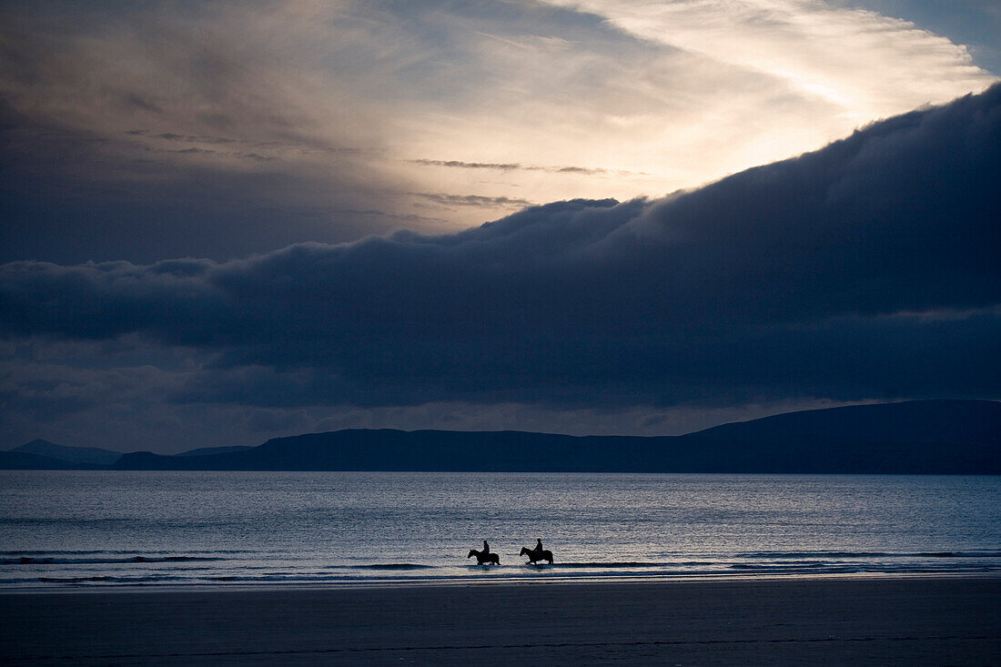 Zwei Pferde am Strand, Rossbeigh Beach im Abendlicht, Ring of Kerry, Irland, Europa