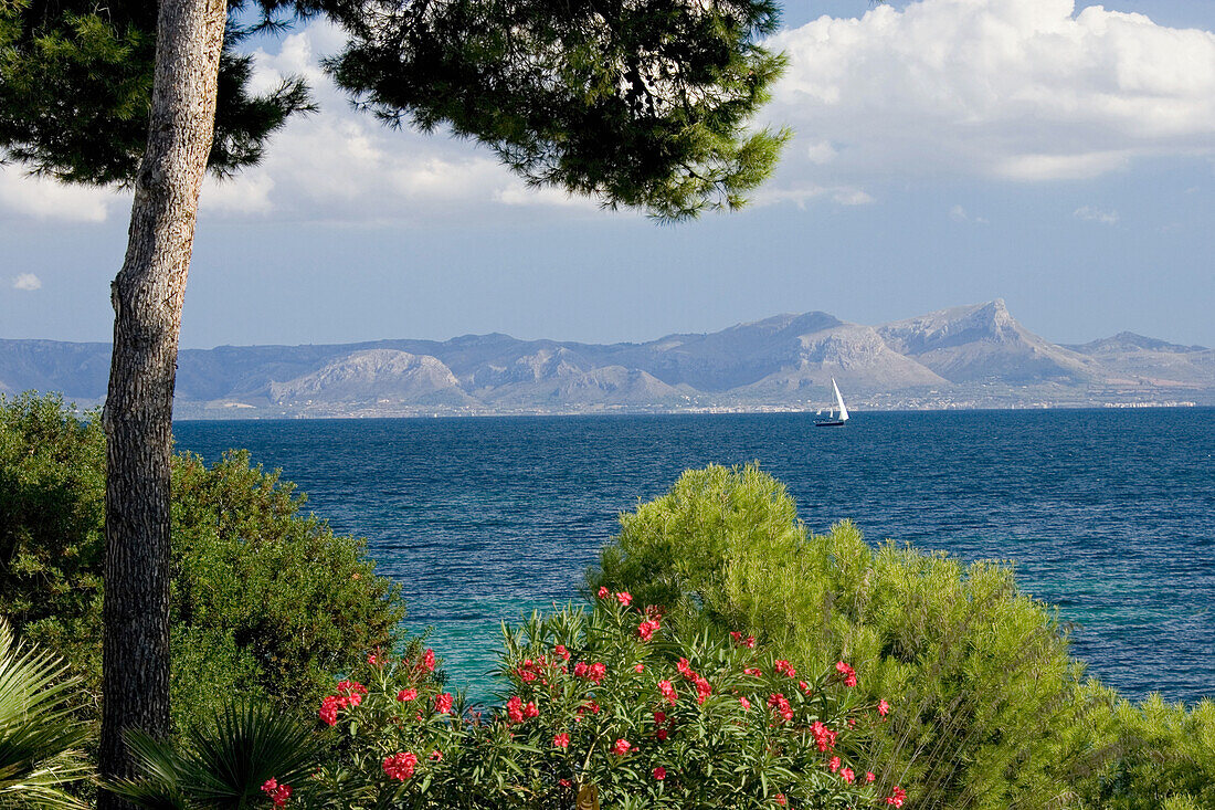 Küstenlandschaft bei Badia de Alcudia, Mallorca, Spanien