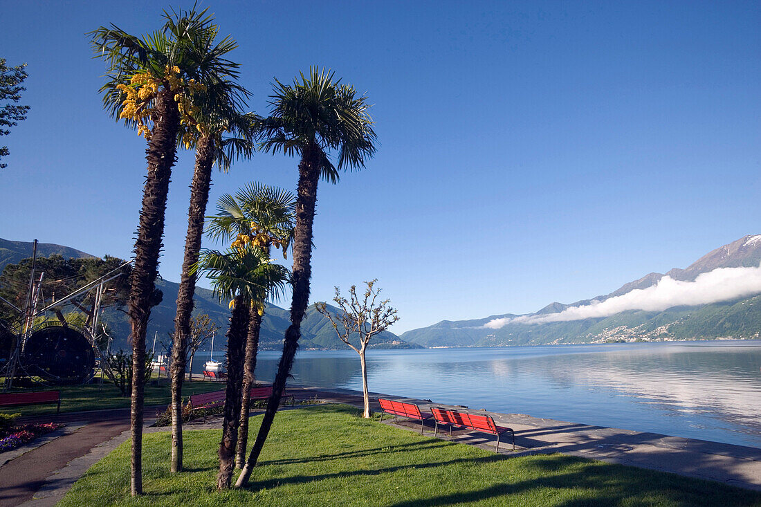 Palms growing at lakeshore of Lake Maggiore, Ascona, Ticino, Switzerland
