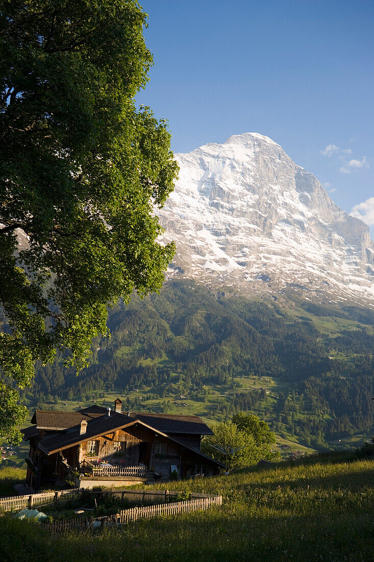 Typische Häuser in Grindelwald, Eiger 3970 m im Hintergrund, Berner Oberland, Kanton Bern, Schweiz