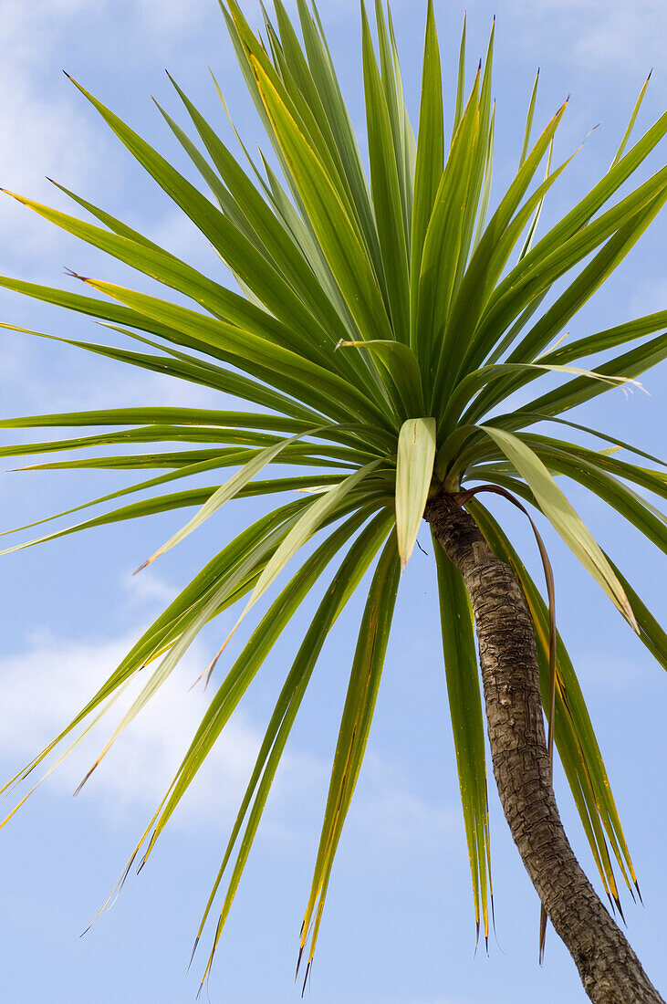 Palme, Garten, Choupana Hills Hotel, Madeira, Portugal