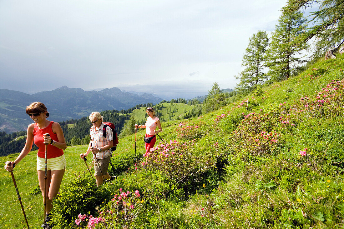 Drei Wanderer laufen über eine Wiese mit Alpenrosen, Grossarltal, Salzburg, Österreich