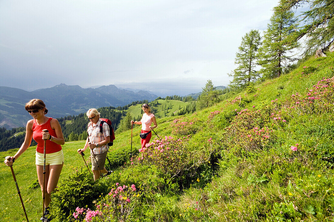 Three hikers walking over a meadow with alpine roses, Grossarl Valley, Salzburg, Austria