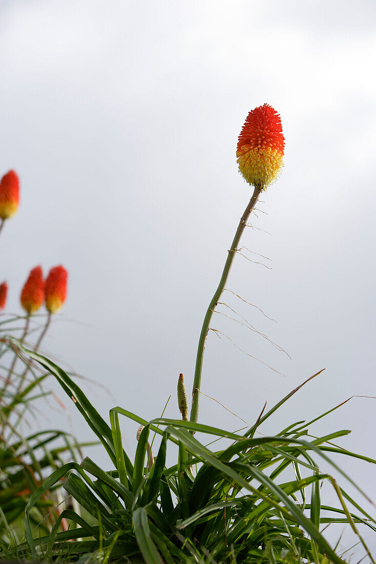 Blumen, Azoren, Portugal