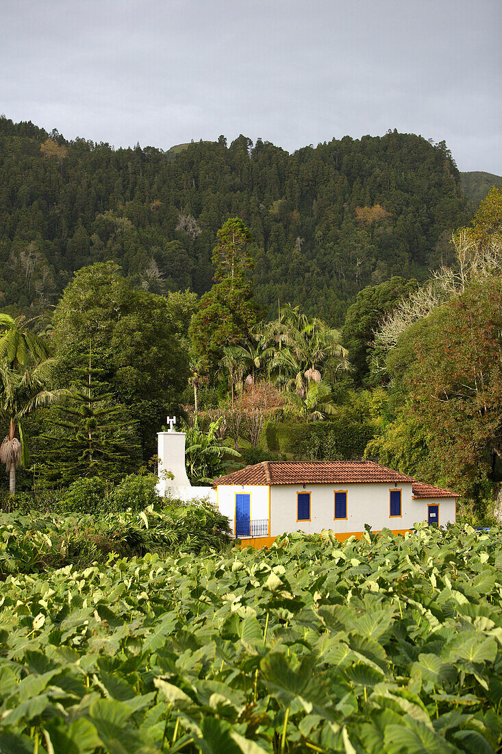 Taro Plantage und Farmhaus, Azoren, Portugal