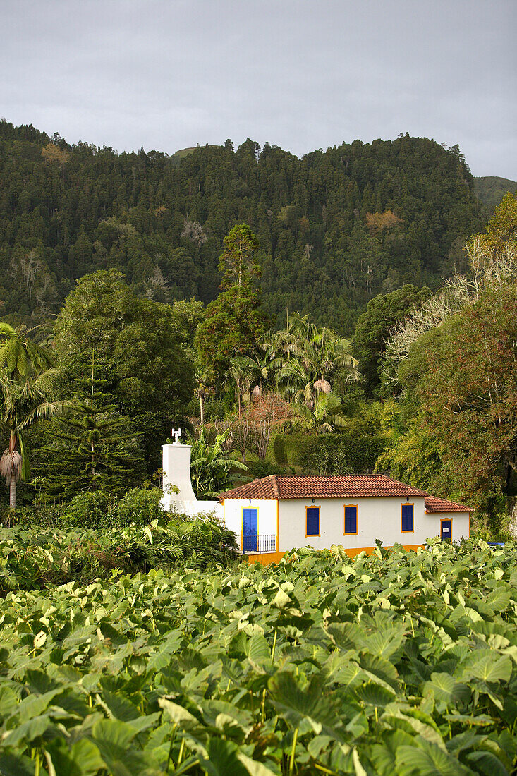 Taro plantation and farmhouse, Azores, Portugal