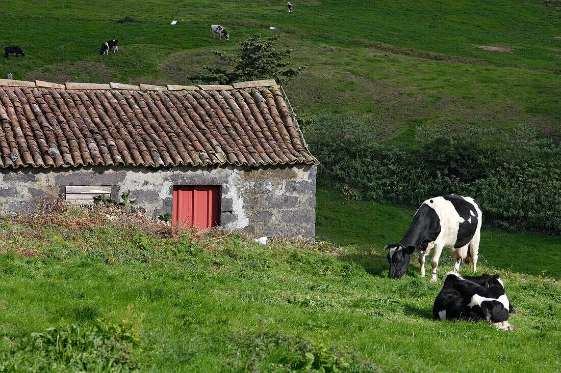 Cows in fields in the hills of Povoacao, Azores, Portugal