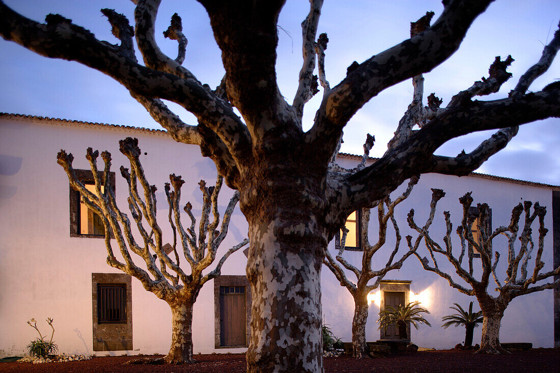 Courtyard of Hotel Convento de Sao Francesco with Plane trees, Azores, Portugal