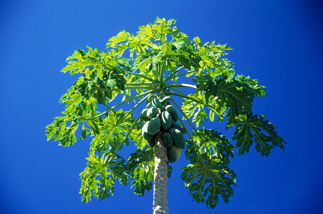 Papayabaum, Dominikanische Republik, Karibik