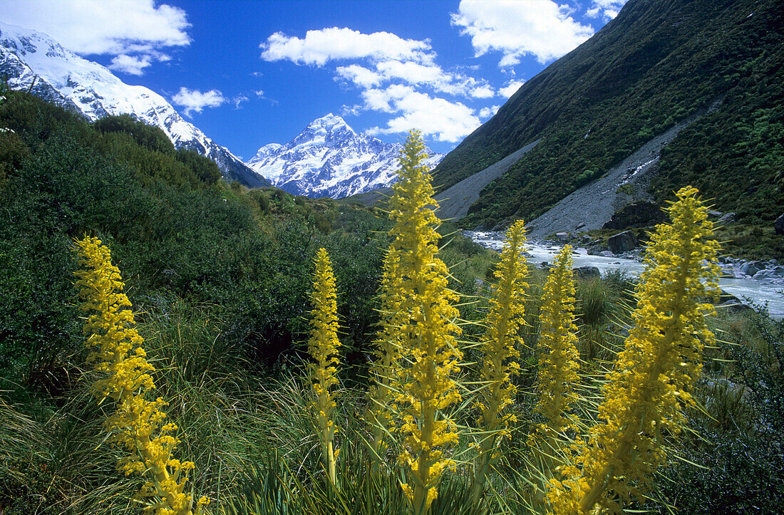 Bergblumen in Hookers Valley, Im Hintergrund Mount Cook, Neuseeland