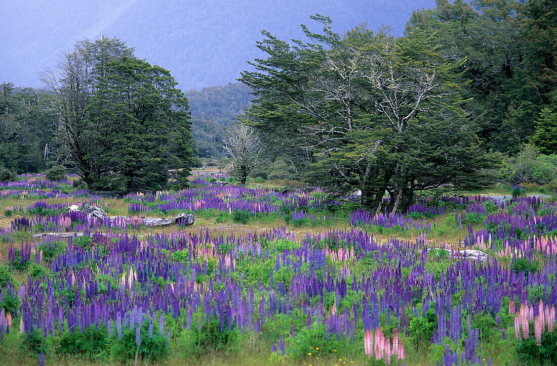 Lupinenfelder im Fjordland Nationalpark, Neuseeland