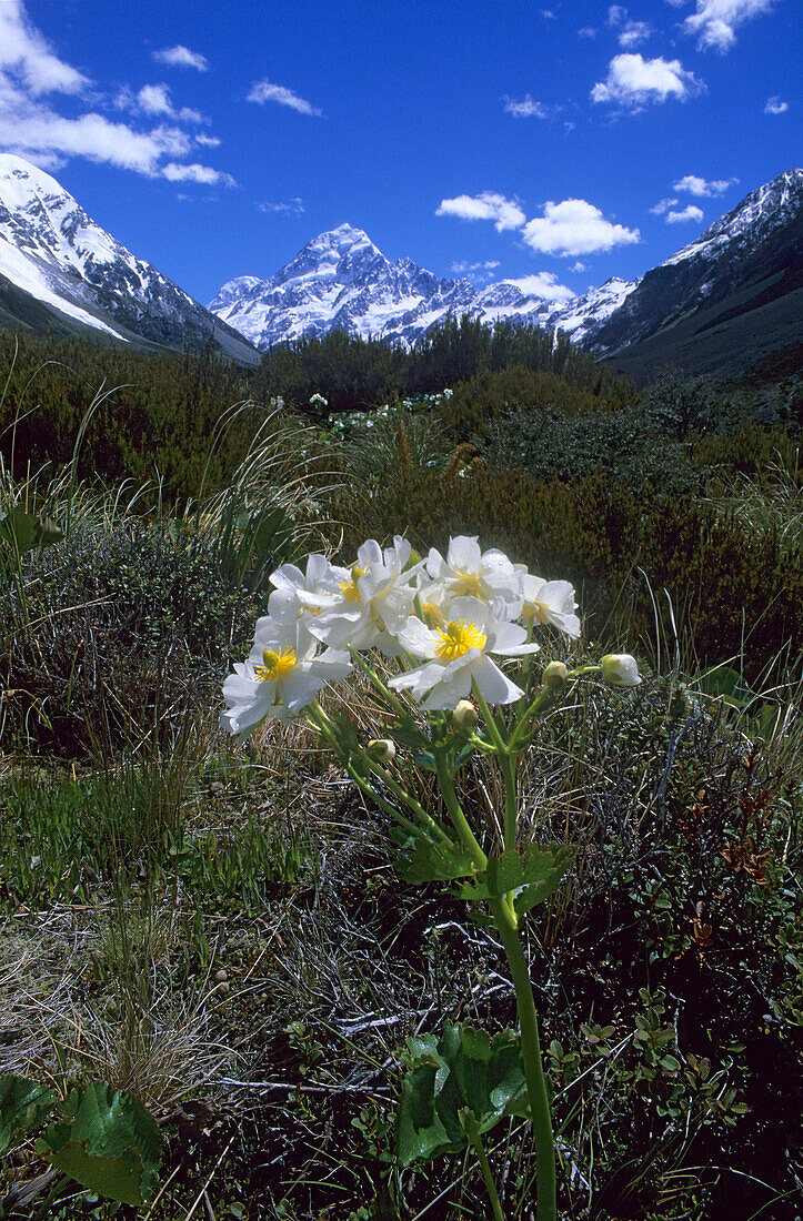 Flower, Hooker Valley and Mount Cook, New Zealand