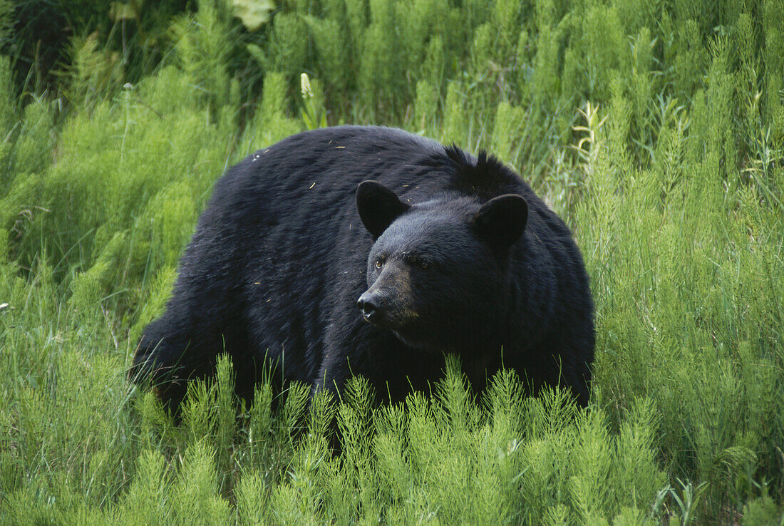 Schwarzbär, British Columbia, Kanada