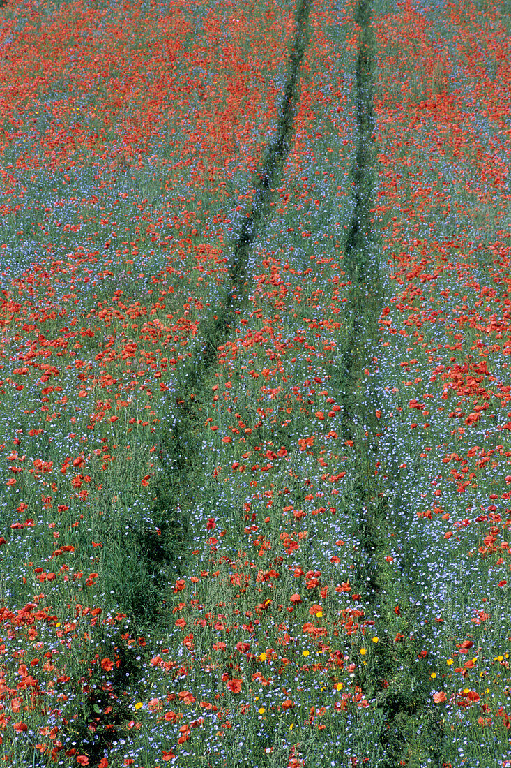 Spuren im Mohnfeld, Lopcombe Corner, Wiltshire, Südengland, England, Großbritannien, Europa