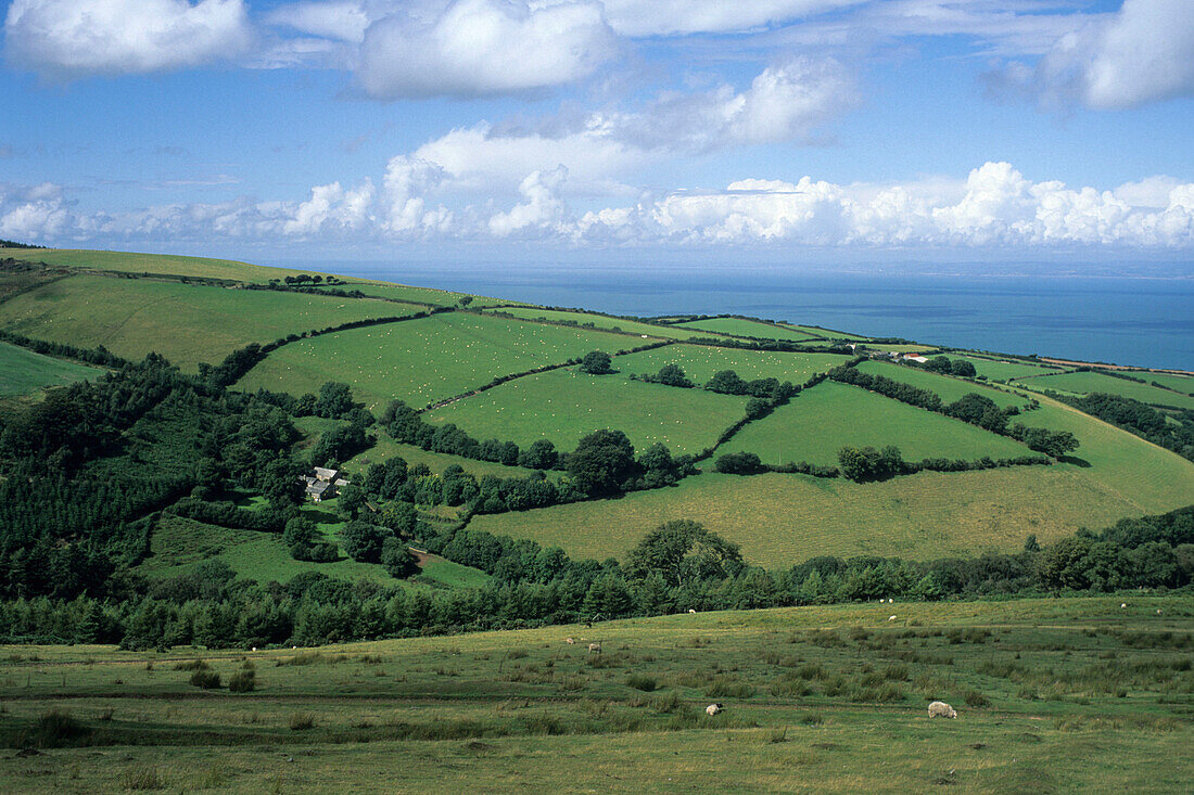 Sheep Meadows, Exmoor National Park, near Lynmouth, Devon, England