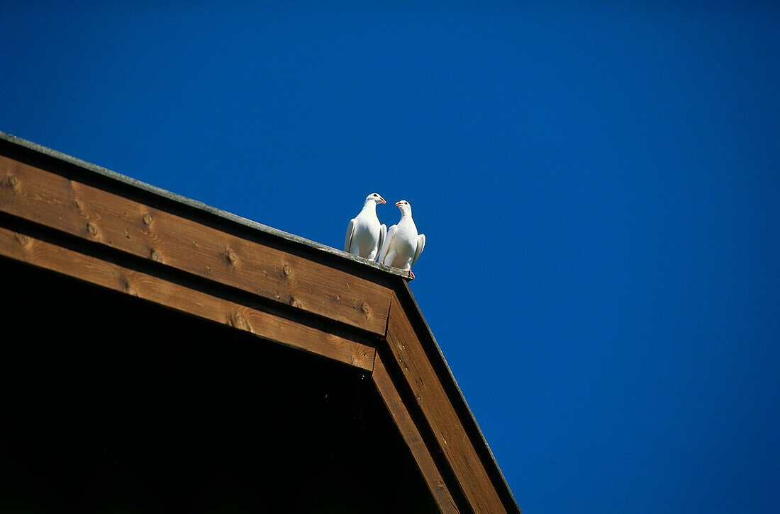 Zwei Tauben auf einem Dachgiebel, Deutschland