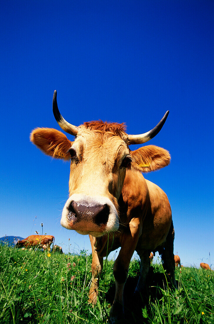 Cattle on meadow, Upper Bavaria, Bavaria, Germany