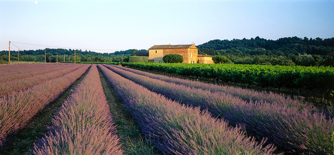 Lavendelfeld, Luberon-Gebirge, Vaucluse, Provence, Frankreich, Europa