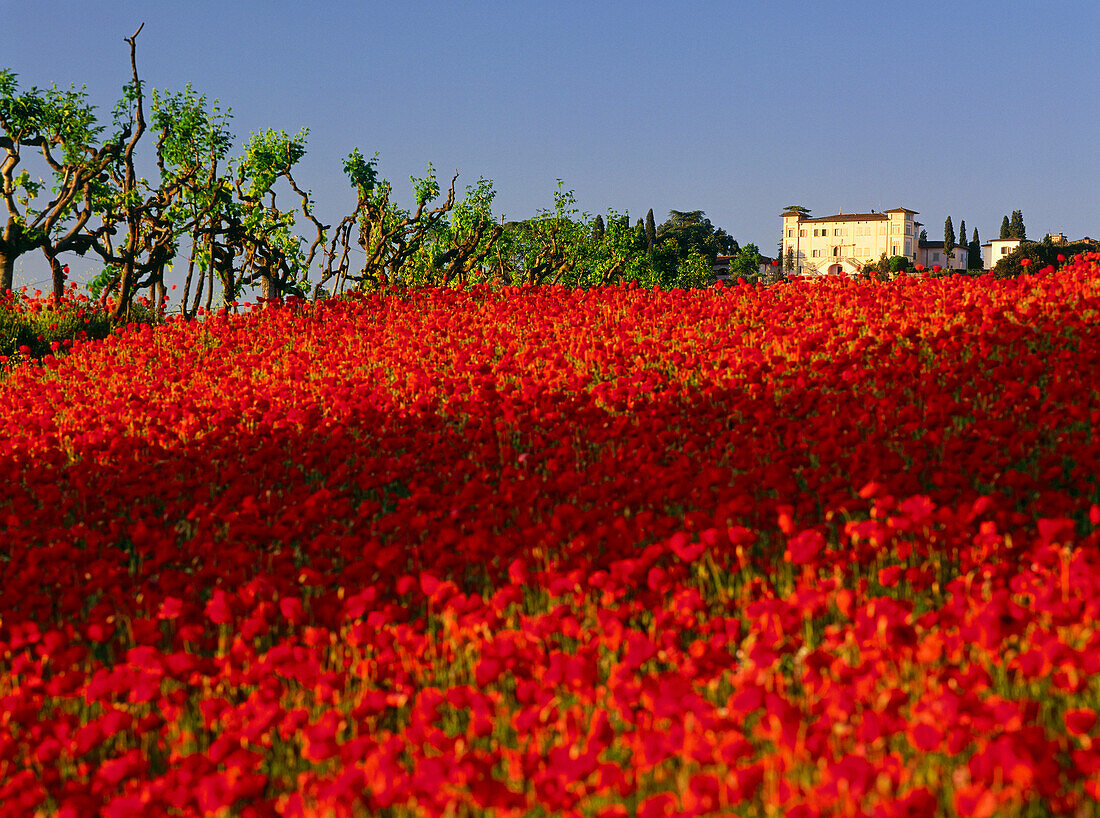 Poppy, Villa, Chianti, Tuscany, Italy