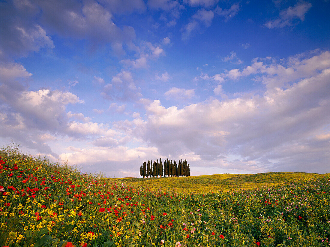 Cypress forest, Val d'Orcia, typical Tuscan landscape, Tuscany, Italy