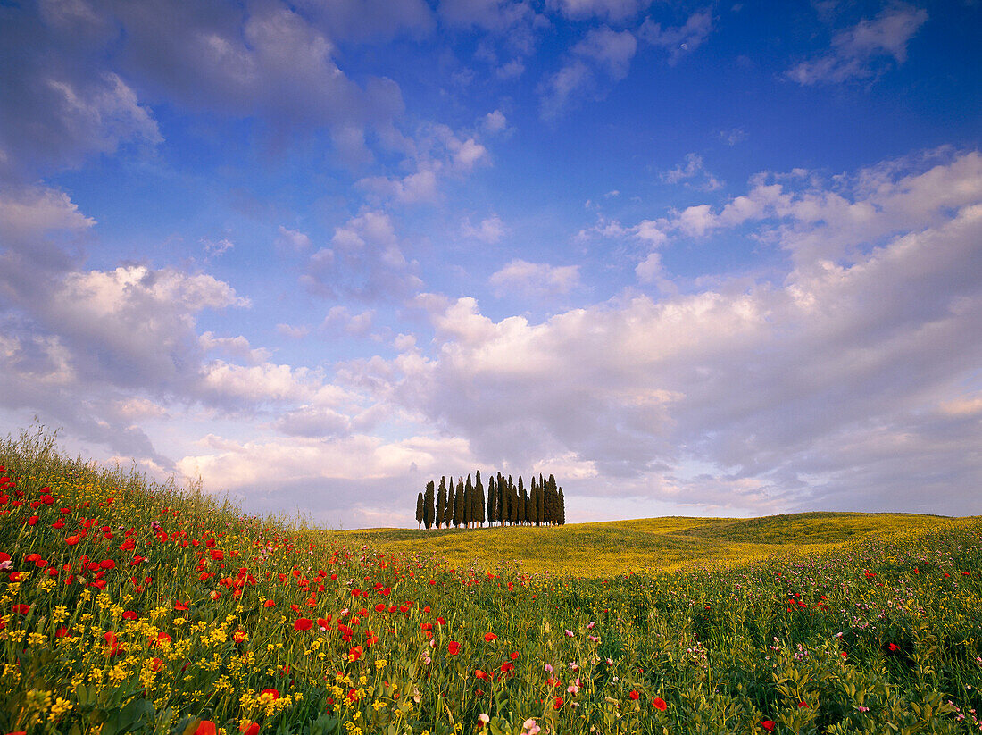 Zypressenwäldchen, Val d'Orcia, typische toskanischen Landschaft, Toskana, Italien