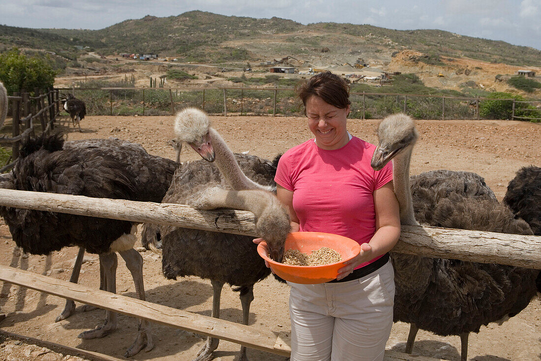 Frau füttert Sträuße auf Aruba Ostrich Farm Straußenfarm, Aruba, ABC-Inseln, Niederländische Antillen, Karibik