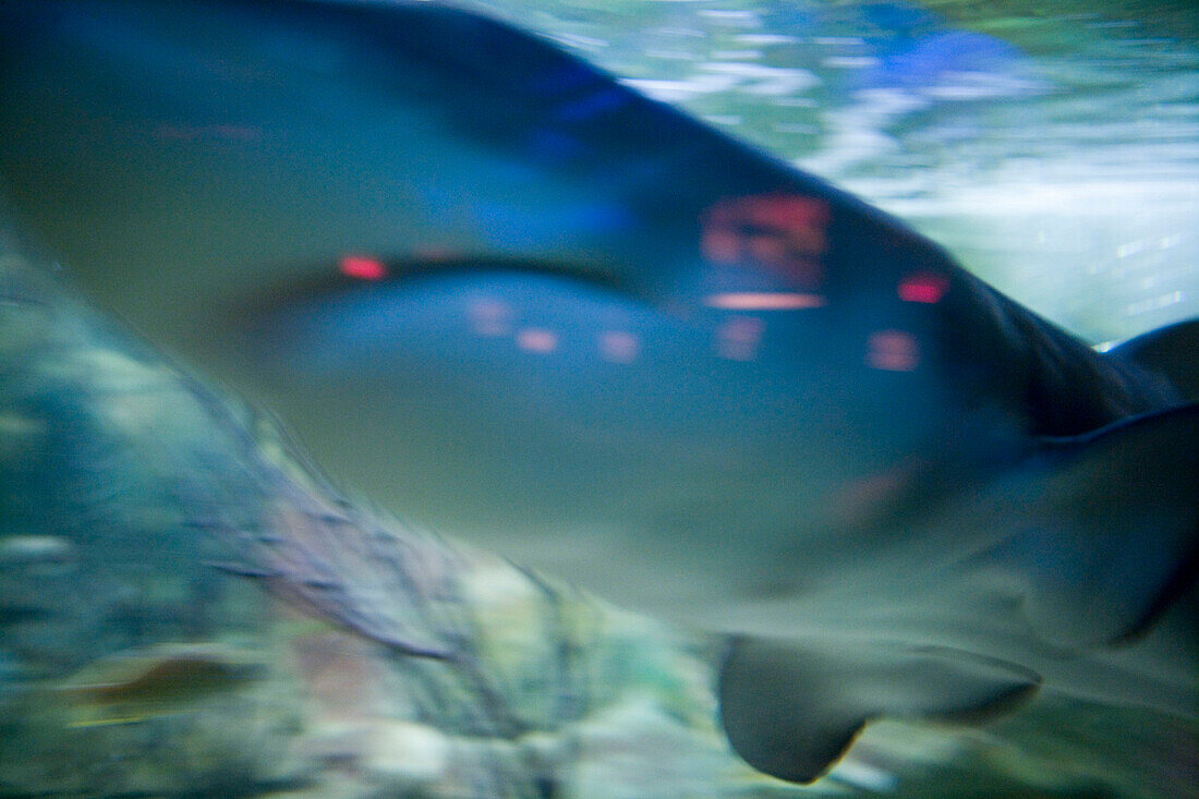 Haifisch im Aquarium des Buccaneer Restaurant in Aruba, ABC-Inseln, Niederländische Antillen, Karibik