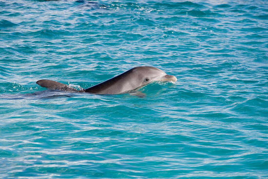 Delfin an der Curacao Dolphin Academy, Bapor Kibra, Curacao, ABC-Inseln, Niederländische Antillen, Karibik