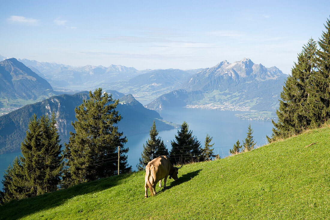 Cow grazing on pasture, panoramic view over Lake Lucerne, Mount Rigi (1797 m, Queen of the Mountains), Rigi Kaltbad, Canton of Schwyz, Switzerland